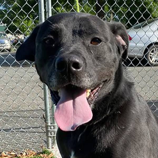 Jack - Maggie Lu's Safe Haven Rescue - Indian Trail NC