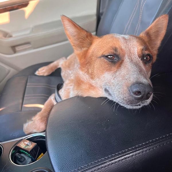 MAngo - Maggie Lu's Safe Haven Rescue - Indian Trail NC