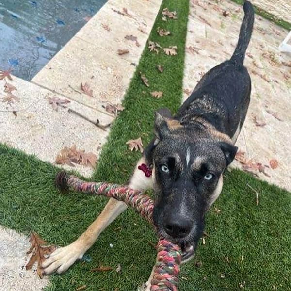 Pillar GSD up for adoption Maggie Lus