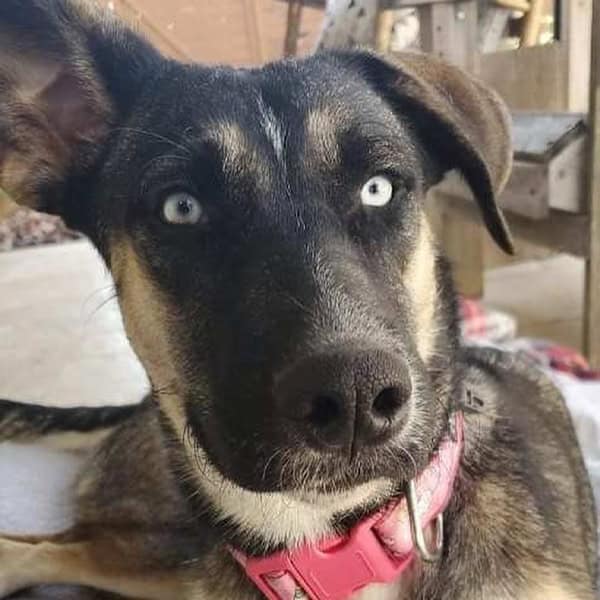 Pillar GSD up for adoption Maggie Lus