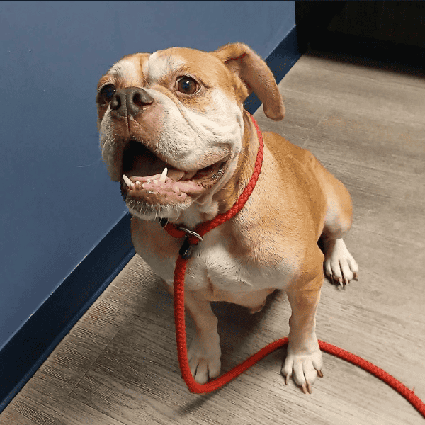 China Maggie Lu's Safe Haven Adopt Me