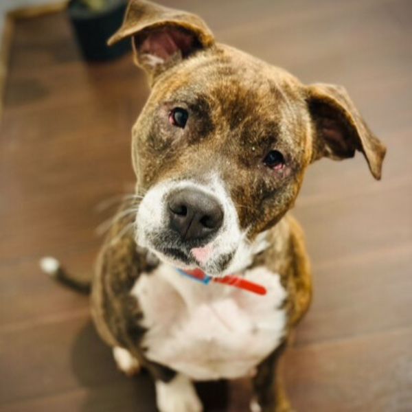 Maggie Lu's Safe Haven Adopt Mia red collar