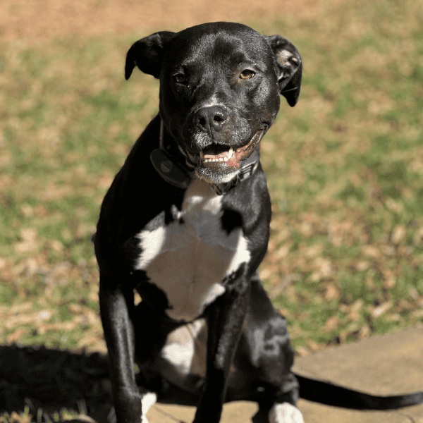 Maggie Lu's Safe Haven Rescue - Adopt Lacie