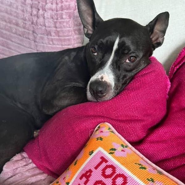 Black and white dog laying on a pink pillow 