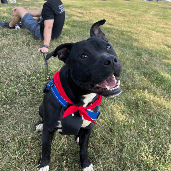 Buddy Maggie Lu's Safe Haven