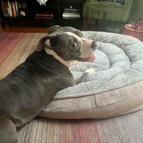 coogie adopted