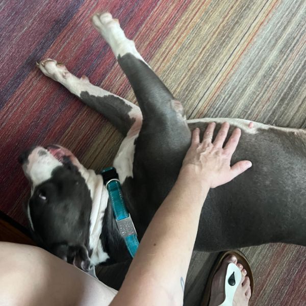 coogie adopted