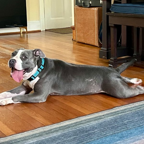 coogie adopted