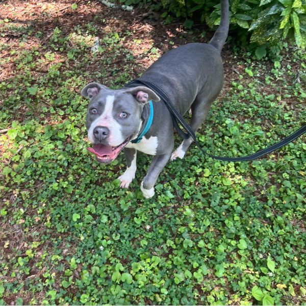 coogie adopted