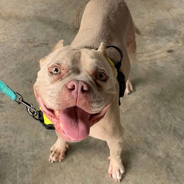 Zara - Maggie Lu's Safe Haven - adoption ready LunaBelle Maggie Lu's Safe Haven